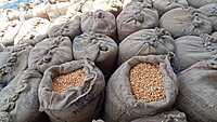 Maize (Makka) - B Grade
