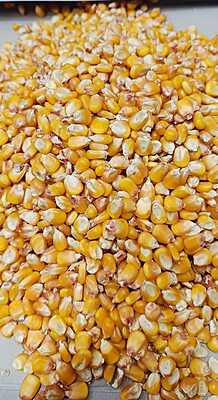 Maize (Makka) - B Grade